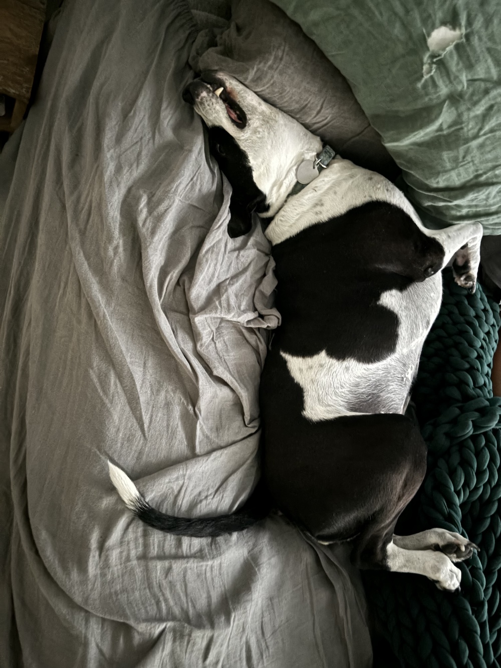 A picture of a black and white dog sleeping on a bed